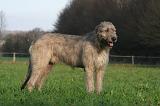 IRISH WOLFHOUND 225